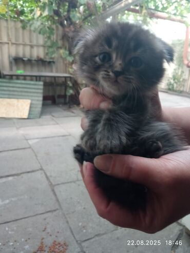 отдам даром породистых котят: Отдам котят в добрые руки 🐾 У нас есть 4 замечательных котёнка — 2
