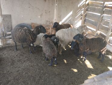 овцы гиссар: Продаю | Овца (самка)