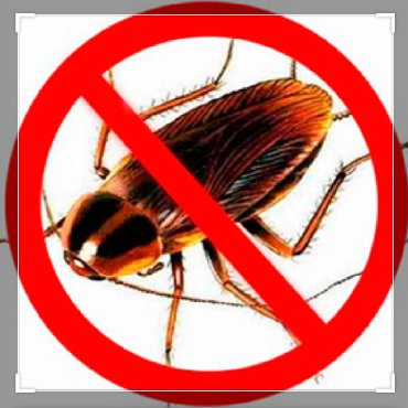 отрава от тараканов: Дезинфекция, дезинсекция | Клопы, Тараканы | Офисы, Квартиры, Дома