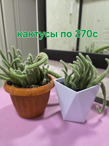 оксалис: Комнатные растения в горшках. - Подборка неприхотливых растений — 10