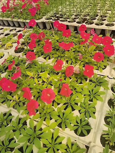 flowers: Рассада однолетних декоративных культур из теплицы - Бархатцы — 5