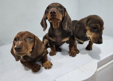 бесплатные щенки хаски: Такса, 2 месяца, Самец, С прививкой