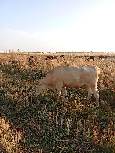 Коровы, быки: Продаю | Корова (самка) | Аулиекольская | Для молока — 3
