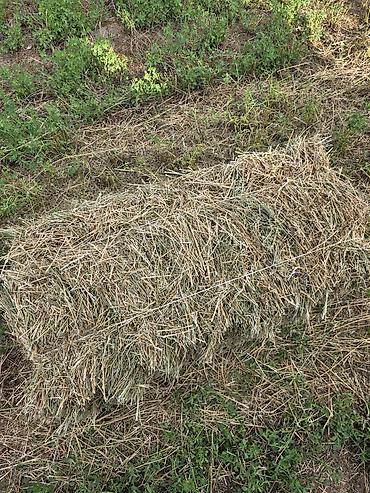 коровы с теленком: 🌾 Сено после семенника 🌾 Продам сено, после обмолота. кастра Без — 5