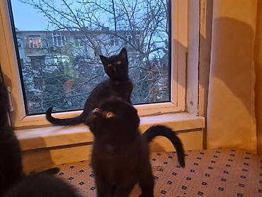 Pişiklər: Şotland yastı qulaq, Erkək, Dişi, Yaxşı əllərə, Ünvandan götürmə, Pulsuz çatdırılma, Ödənişli çatdırılma — 16