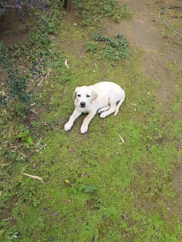 отдам щенка в хорошие руки бесплатно: Labrador-retriver