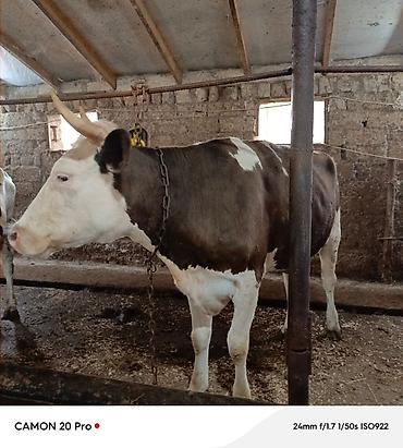 inək: Salam kecen il Voronejden 1 ci qarina getirdiyim simmental duyedi — 4