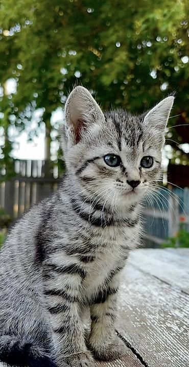 Котёнок, классический серо-черный тигровый окрас (mackerel tabby)