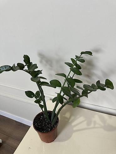 замиокулькас: Замиокулькас (ZZ plant) в горшке. - Компактный куст с несколькими — 1