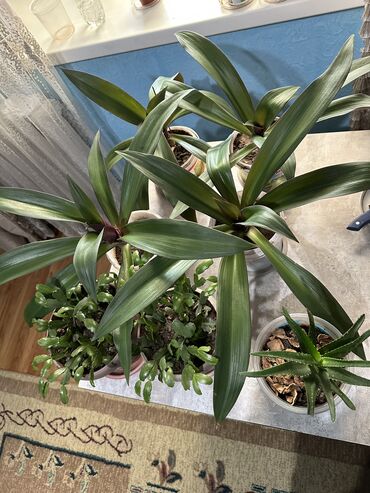 домашнии цветы: Цветы растение РЭО кошелек Традесканцию покрывальчатую (Tradescantia