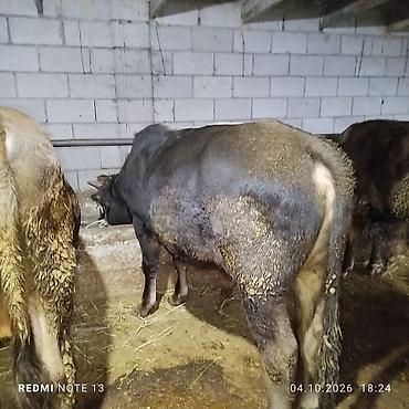 Продам с/х животных: Продаю | Бык (самец) | Полукровка | На откорм | Привязанные — 2