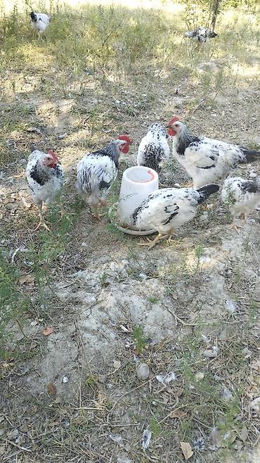 ev quşları haqqında qısa məlumat: Cins toyuq-ləpə (ağ-qara rəngli) sürüsü - Fotoşəkildəki kimi ağ — 1