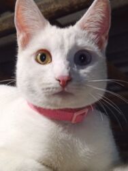 Pişiklər: Erkək, Dişi, Yaxşı əllərə, Ödənişli çatdırılma — 8