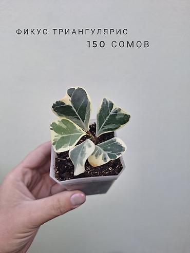Комнатные растения: 🌿 В продаже фикусы разных сортов (детки/молодыерастения). 💚 Названия — 10