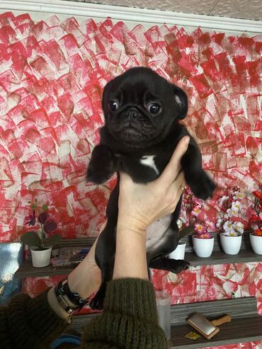 Продажа собак: Мопс, 5 месяцев, Самка, С родословной — 12