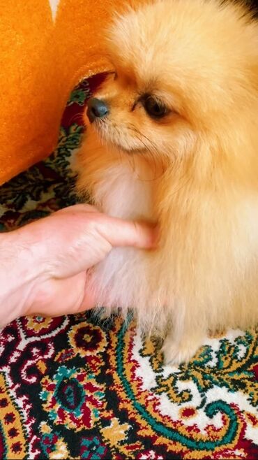 İtlər: Şpitz — 2