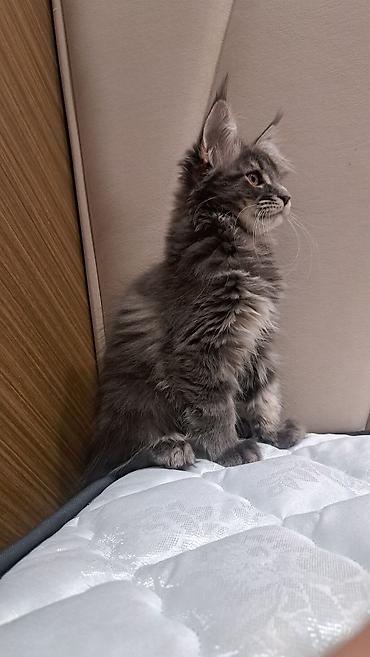 мини собака: Мейн-кун, 3 месяца, Девочка, Серый, Приучена к лотку — 2