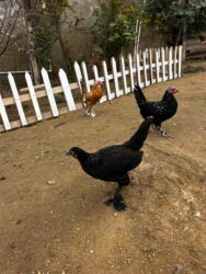 Toyuqlar: Toyuq, Yumurtalıq, Ünvandan götürmə — 8