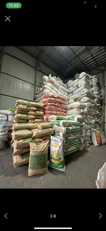 Sainfoin seeds: Семена беде урук Эксцпарсет жугору сулуу арпа урук бар месный баарына — 10