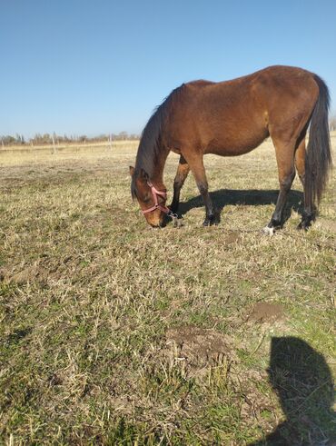 хорек купить: Сатам | Бээ (ургаачы) | Жумушка
