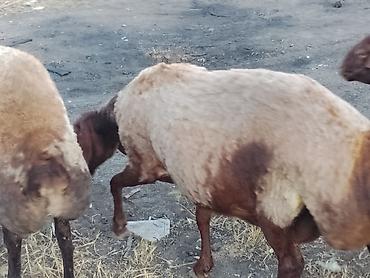 heyvan bazari baki: Damazlıq ana Qala qoyunları. Öz təsərüfatımın heyvanlarıdır. Ünvan — 2