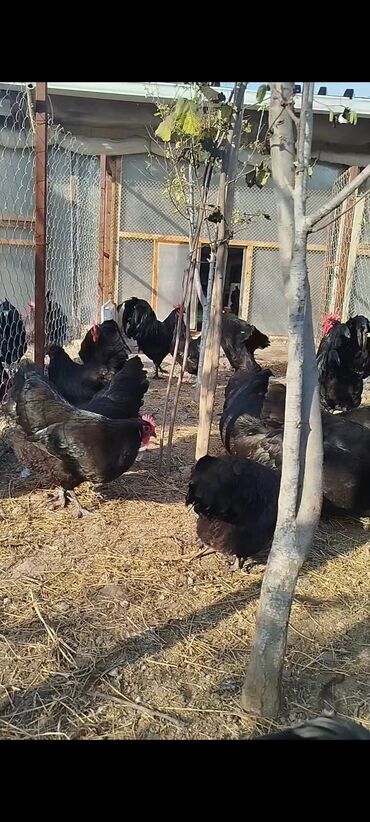 Digər quşlar: Alman cinsi australorp cücə və yumurta sifarişi qəbul olunur. bütün — 3