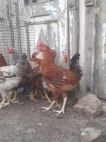 sabuncu toyuq bazari 2022: Erkek ordekler 30 man . aglar (pekin) biri 8 man. diri cekileri 1kg — 10