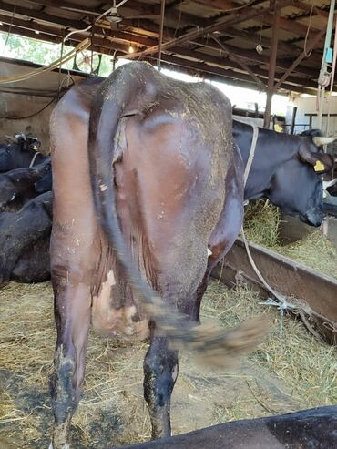Коровы, быки: Продаю | Корова (самка) | Голштин | Для молока | Привязанные — 6