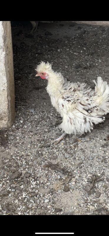 купить кролик декоративный: Продаю | Куры, Цыплята, Инкубационные яйца | Для разведения