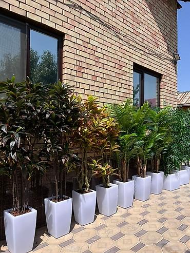 Декоративные цветы: 🌿 Mayram Decor KG — искусственные деревья, цветы и зелёные композиции — 3