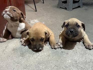 Продажа собак: Продаются чистокровные щенки Питбуля щенки крупные, здоровые и — 7