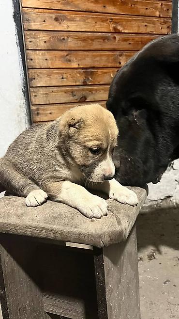 Продажа собак: Алабай, 1 месяц, Самец — 7
