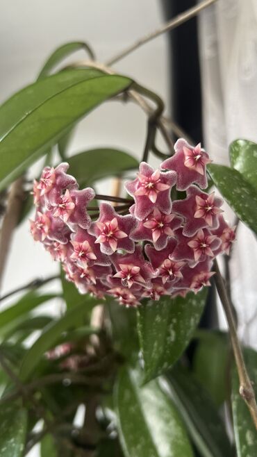 комнатные цветы фикус: Хоя (восковой плющ)вечнозеленое вьющееся растение идеально подойдет