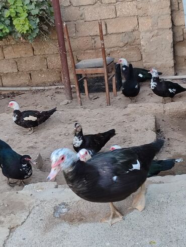 qaşqaldaq quşu: Muscovy ördəkləri (indi yetişdirilən sürü) - Rənglər: qara, ağ ləkəli