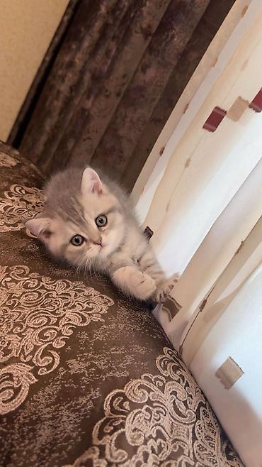 Кошки: Ağ tüklü balaca pişik balaları - Cinsinə bənzər: Scottish — 5