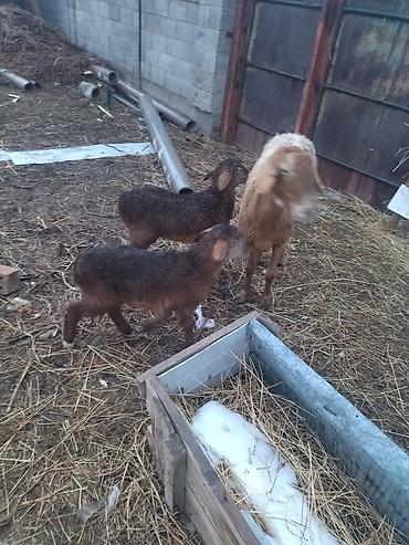 Баран, овца: Продаю | Овца (самка) | Для разведения at lalafo.kg — 9 Баран, овца: Продаю | Овца (самка) | Для разведения — 9