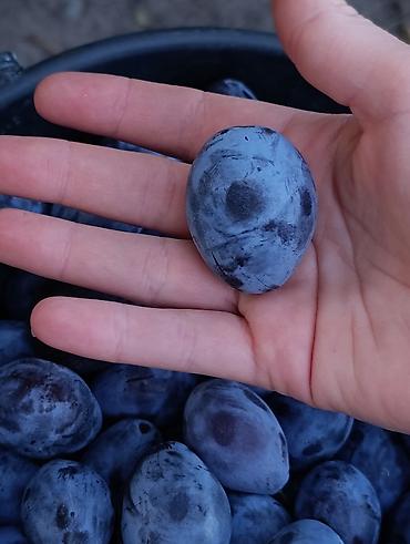 слив алмуша: Чернослив спелая мягкая и крупная домашняя количество ограничено — 1
