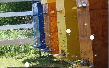 каракол животные: Продам пчел, отводки 
 Бахтияр