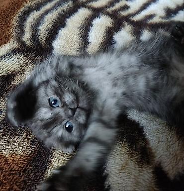 кошки: Шотландский вислоухий котёнок,(девочка) окрас дымчатый/серебристый — 1
