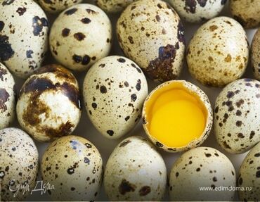 бойцовые птицы: Инкубационные перепелиные яйца
