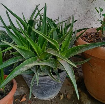 aloe vera gel haqqinda: Aloe Vera 5 azn