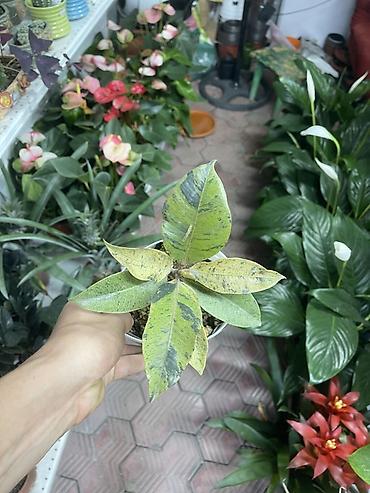 ph down: Фикус каучуковый (Ficus elastica) вариегатный в горшке - Компактный — 2