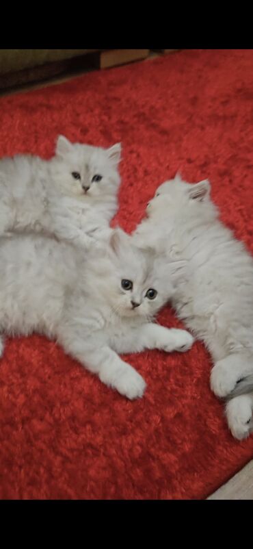шиншилла котенок: Şinşilla