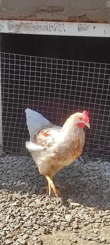 Toyuq xoruz Lohman Braun 4 aylıq xoruzları banlayir 2 xoruz istəyən lalafo.az -da Toyuq xoruz Lohman Braun 4 aylıq xoruzları banlayir 2 xoruz istəyən