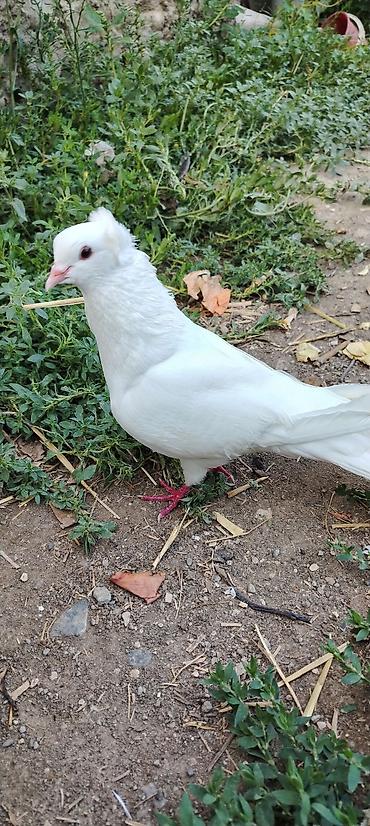 ordək balası və cucə: Ağ rəngli bəzək göyərçini - Növ: bəzək/şou tipli göyərçin - Rəng: tam — 1