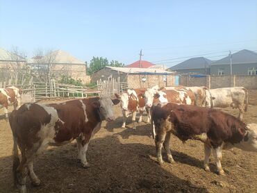 sud veren inek satilir: Dişi, Simental, il: 2, 800 kq, Damazlıq, Südlük, Ətlik, Ünvandan götürmə
