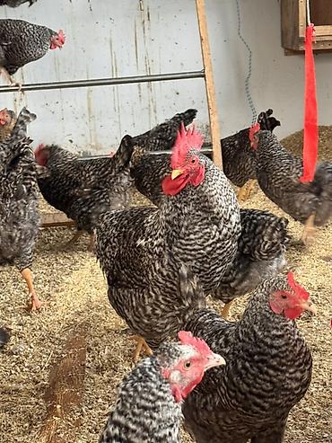 Toyuqlar: Toyuq, Damazlıq, Ödənişli çatdırılma — 3