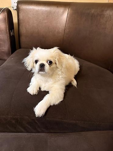 İtlər: Pekines, 3 ay, Erkək — 1