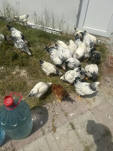 K/t heyvanları və malları: Toyuq, Damazlıq — 5