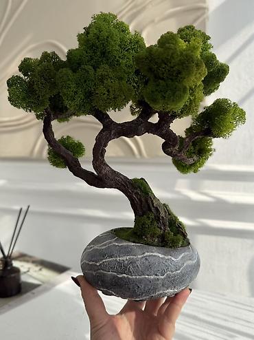 Декоративные цветы: В переводе с японского Бонсай означает «дерево, выращенное в блюде» — 37